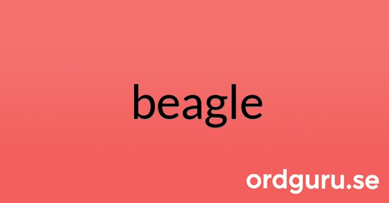 Bild med texten beagle